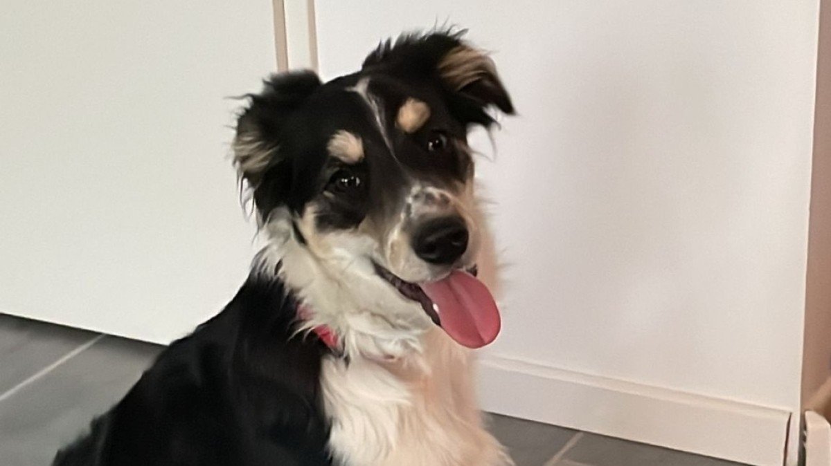 Guusje