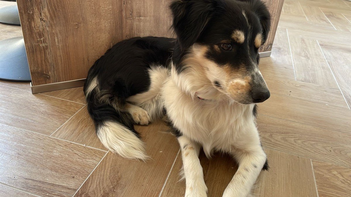 Guusje