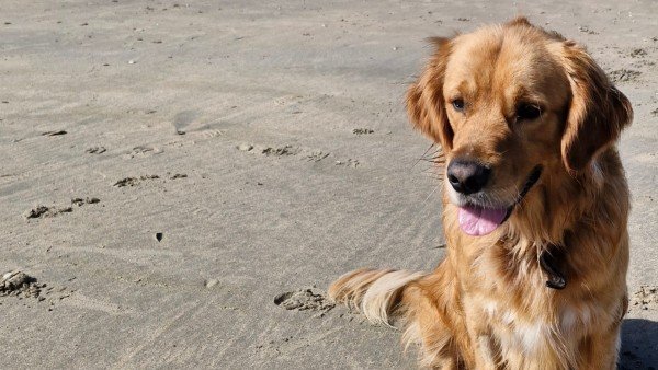 Vito
