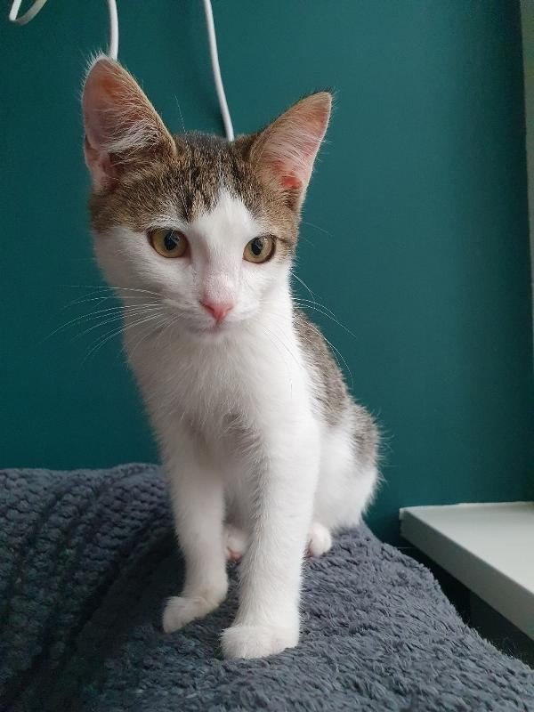 Mateo