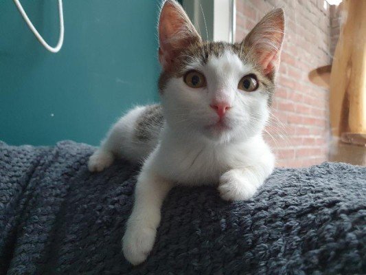 Mateo
