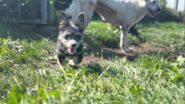 Floki