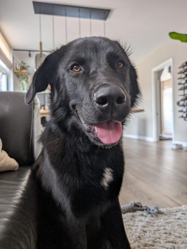 Nova