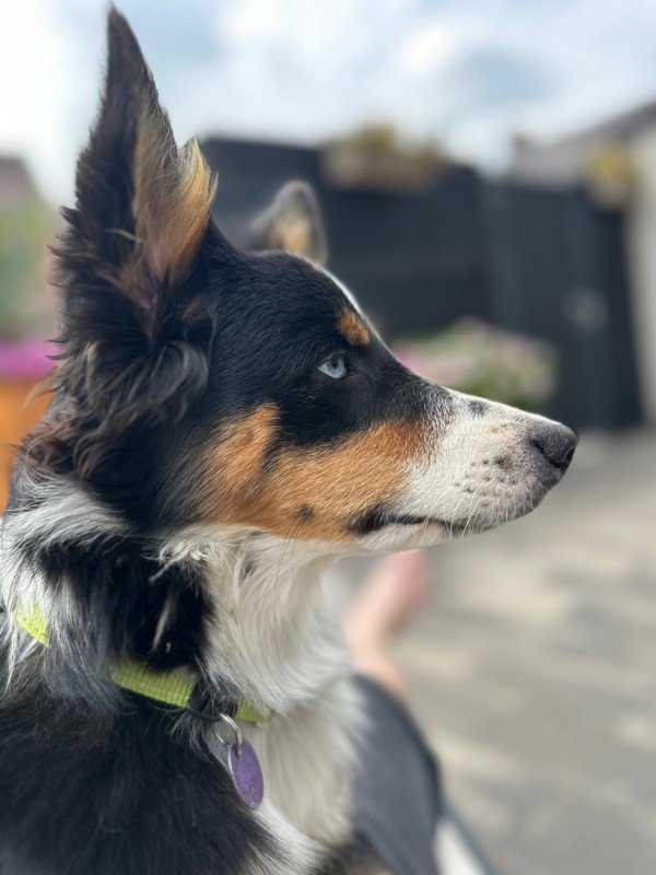 Toby