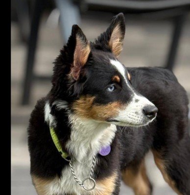 Toby