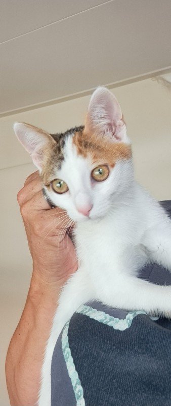 Mika