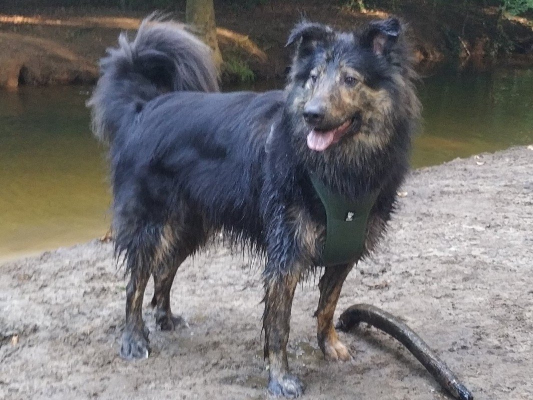 Floki