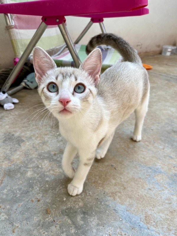 Arya