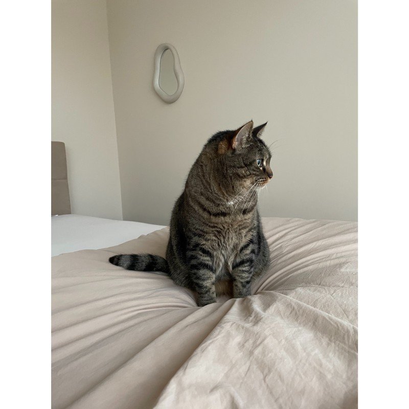 Pip