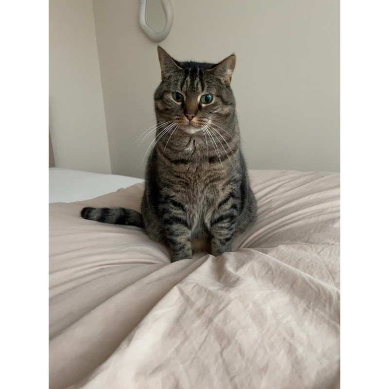 Pip