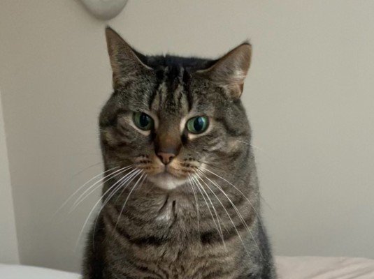 Pip