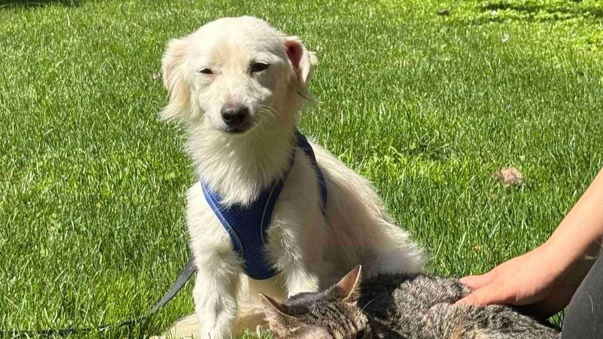 Merlin