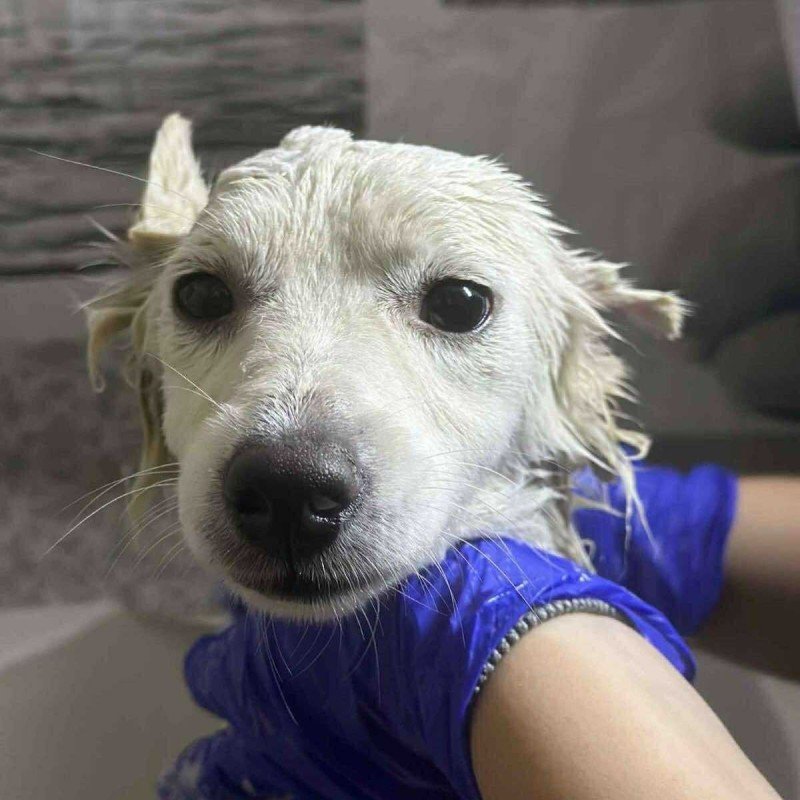 Merlin