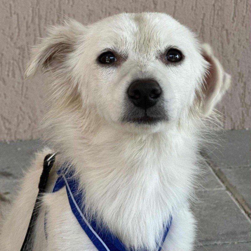 Merlin