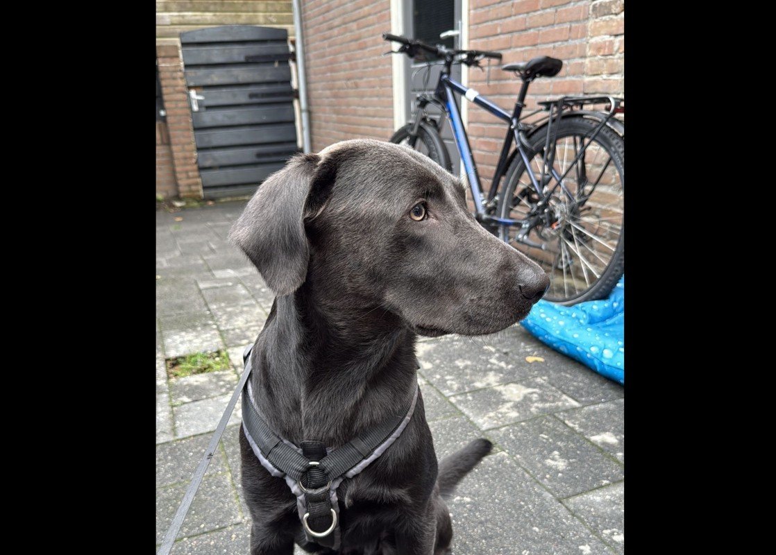 Buddy