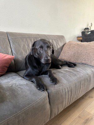 Buddy