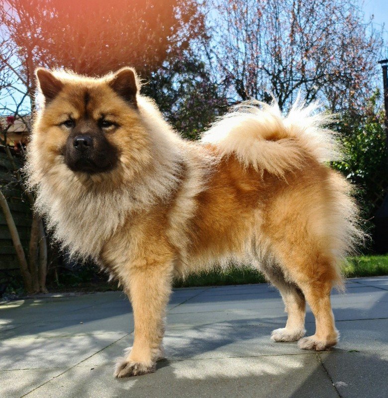 Baloo