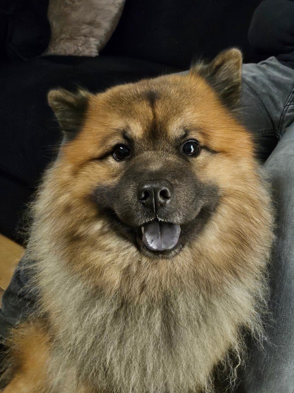 Baloo
