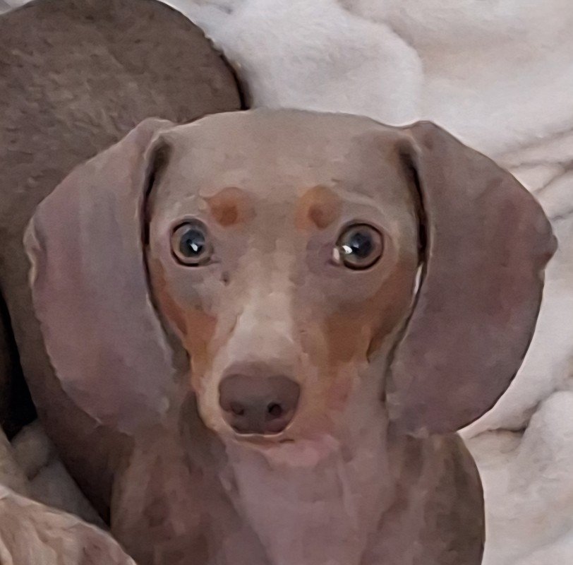Ziggy