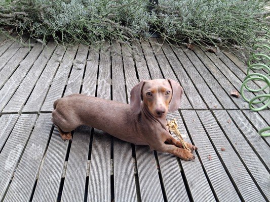 Ziggy