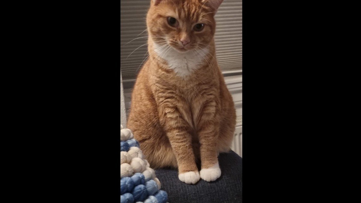 Lulu