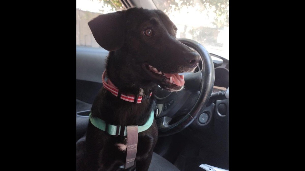 Stella