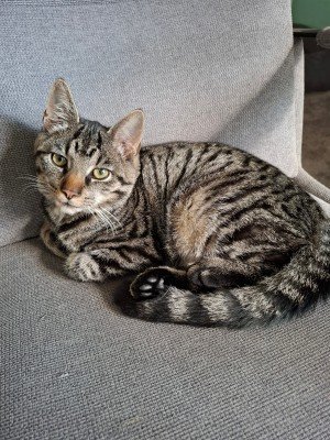 Jaxx
