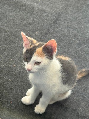 FiFi