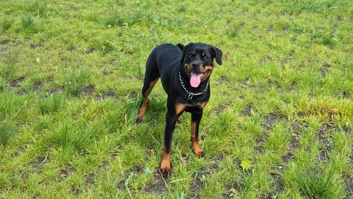 Maisy