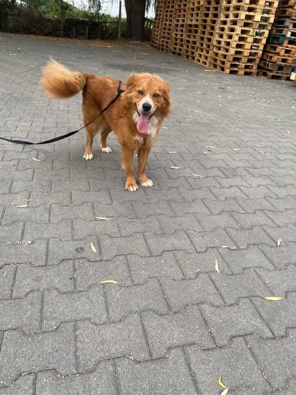 Luca