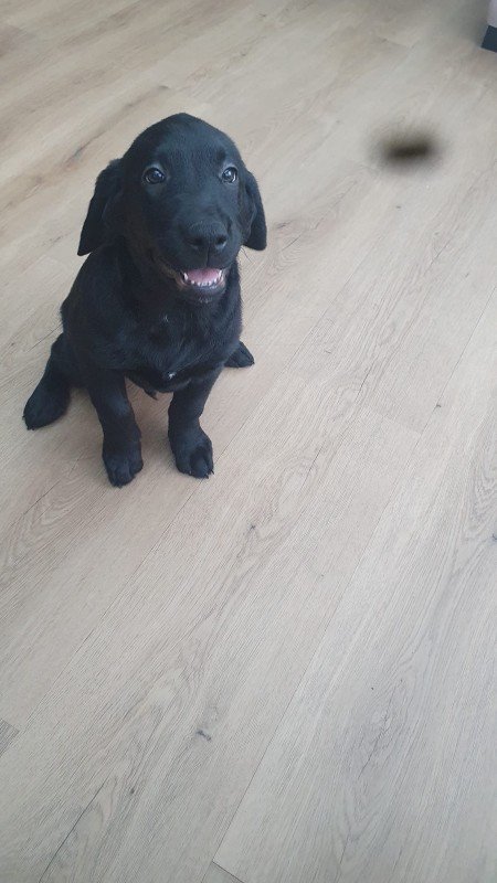 Pumba