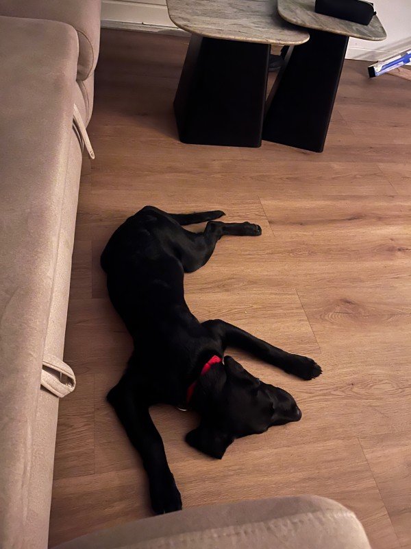 Pumba