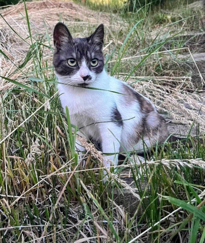 Milo