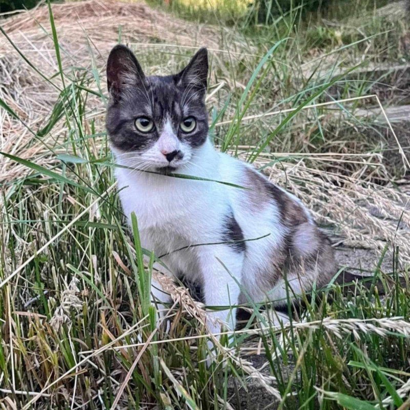 Milo