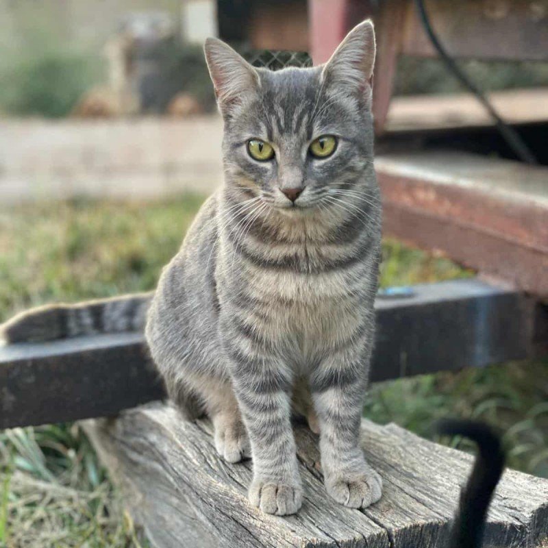 Nellie