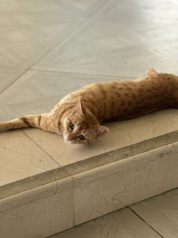 Simba