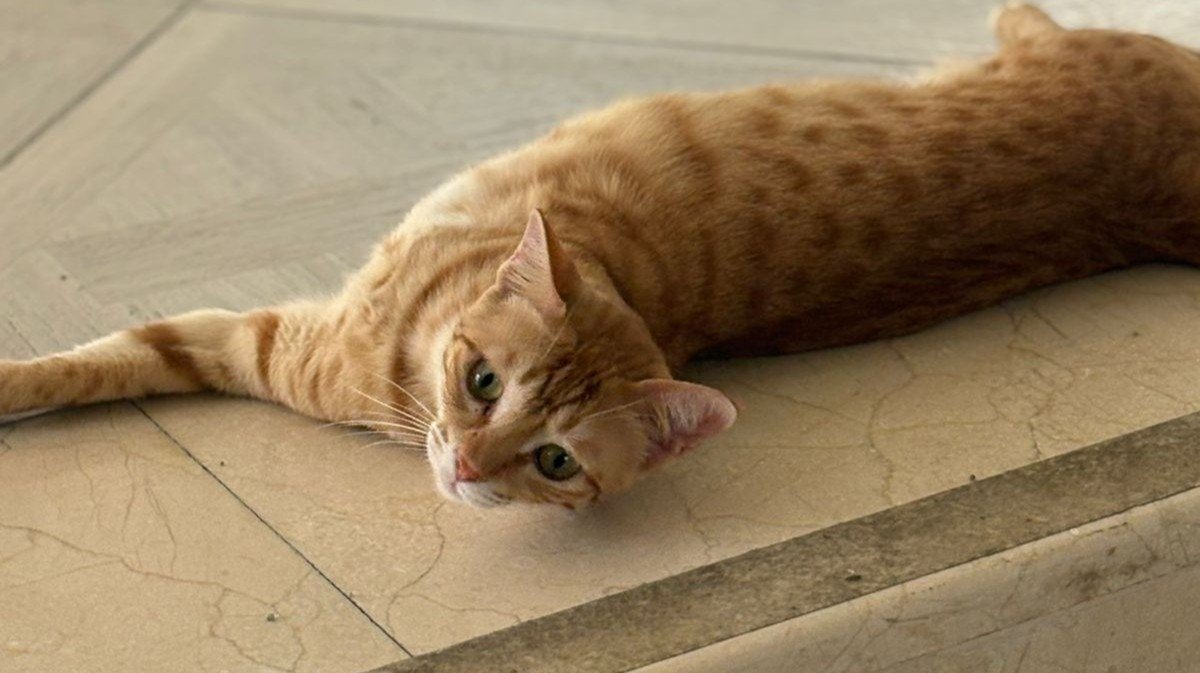 Simba