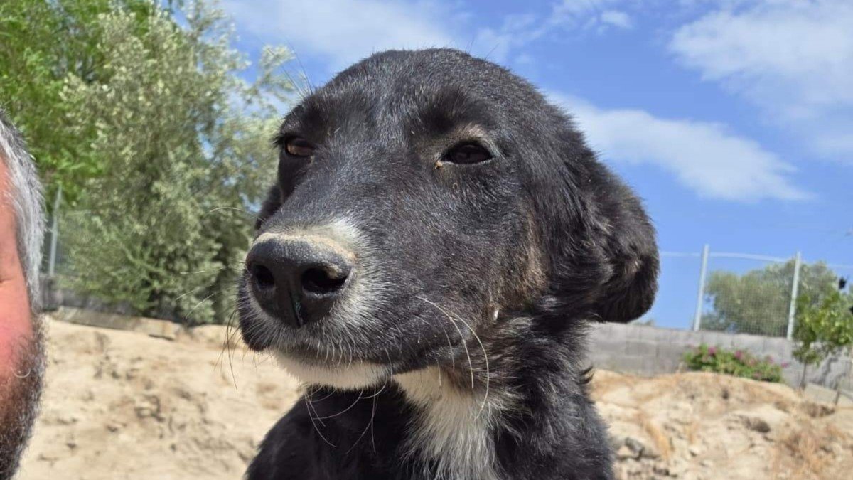 Pina