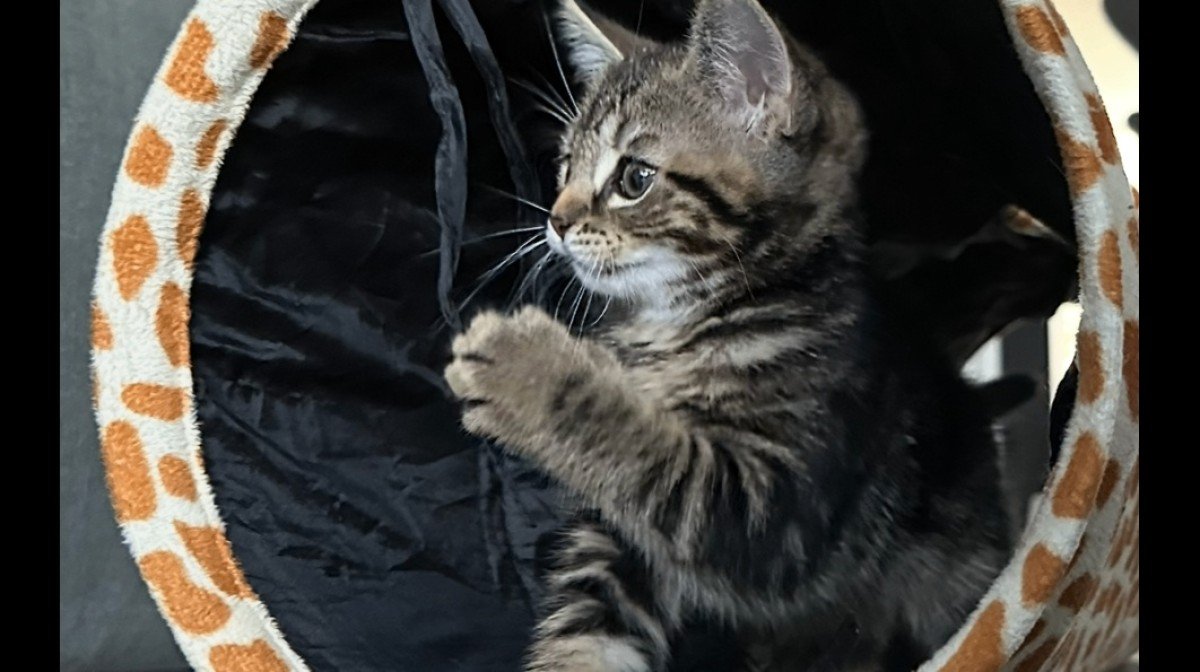 Coco