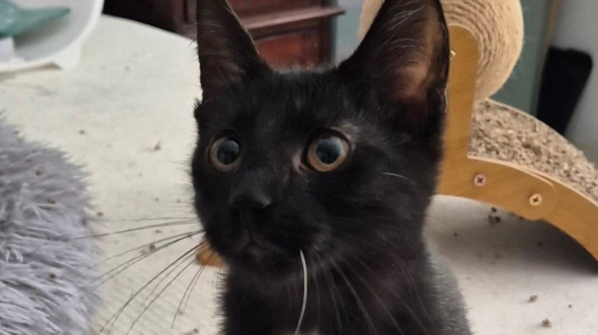 Onyx