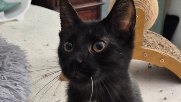 Onyx