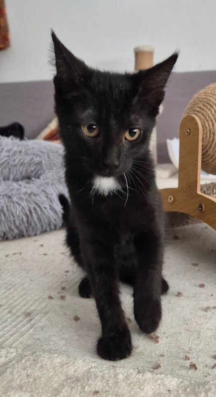 Onyx
