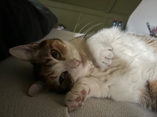 Pip