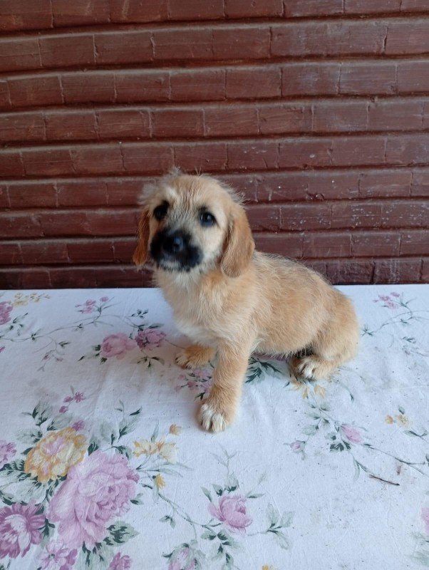 Meila