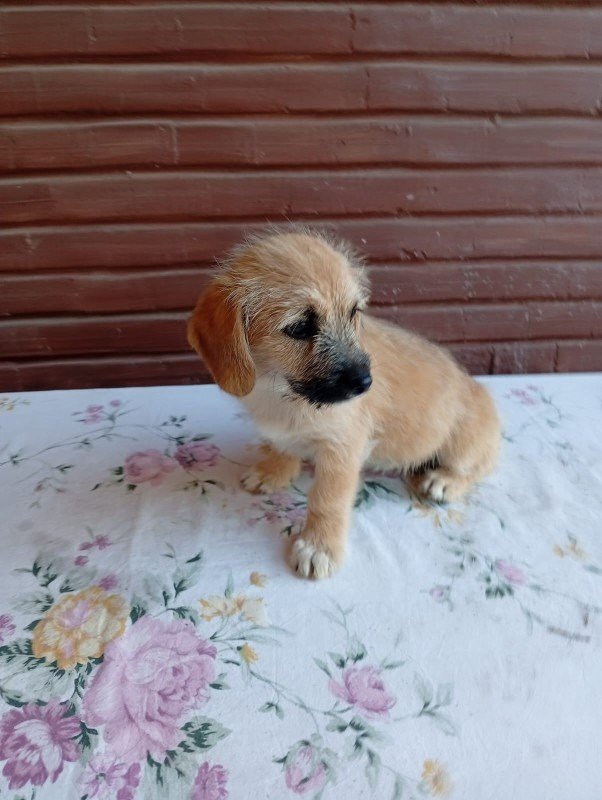Meila