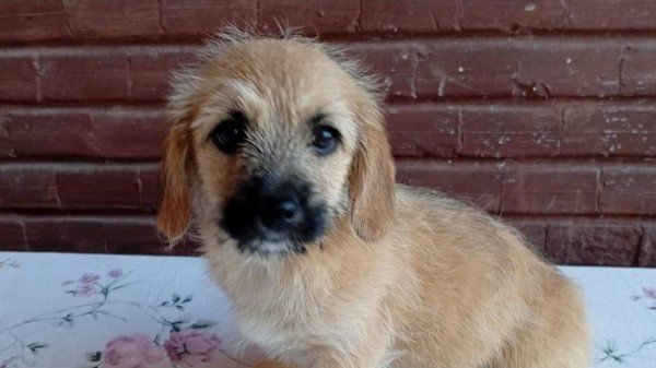 Meila
