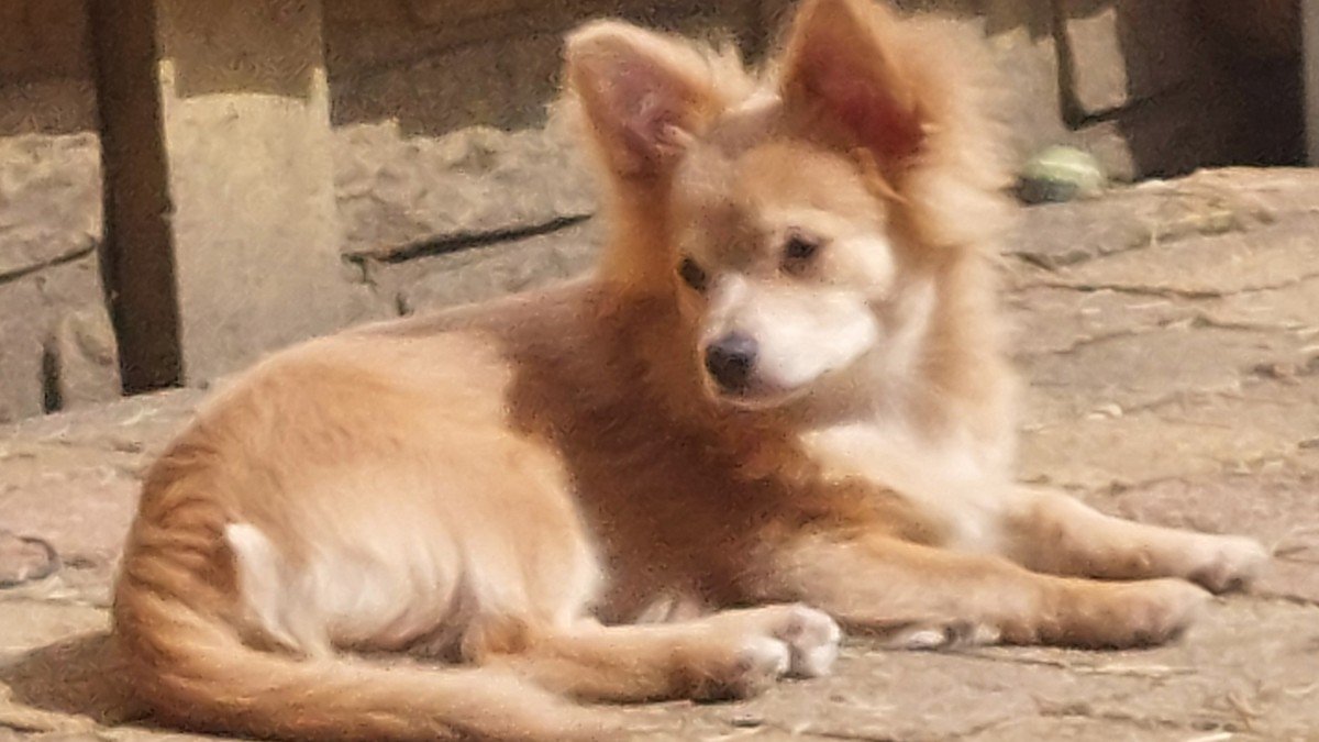 Noortje