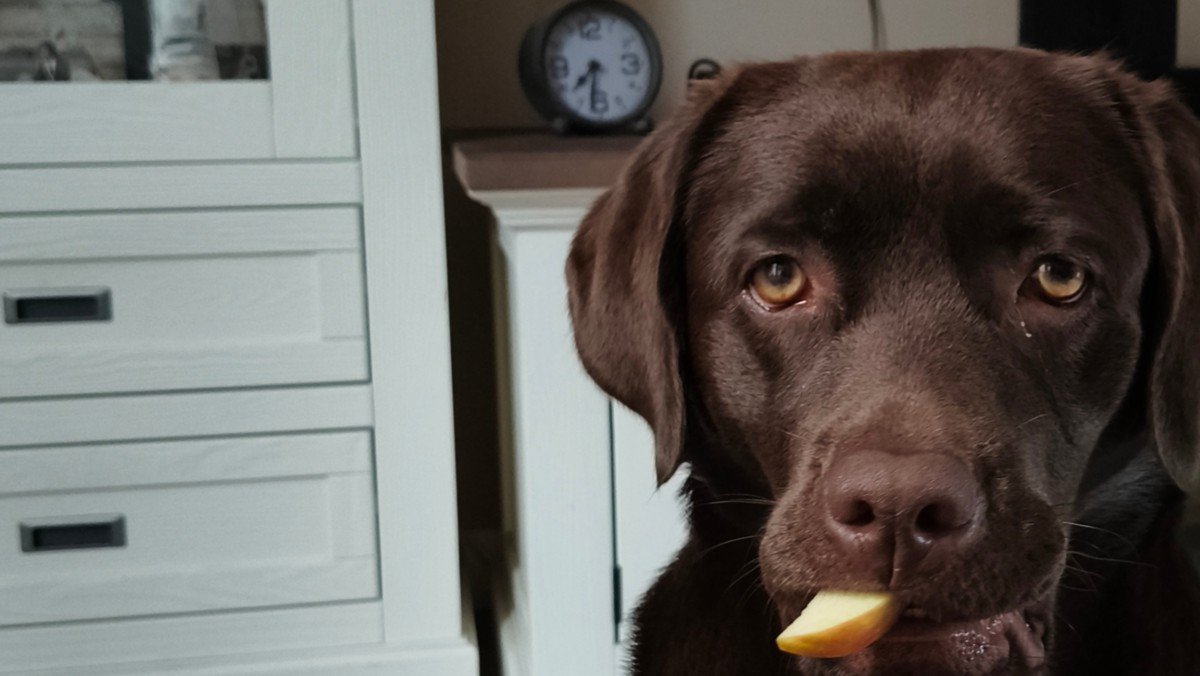 Pip