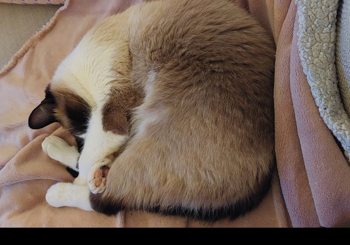 Muis