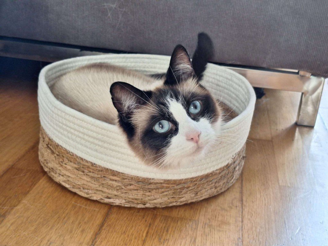 Muis
